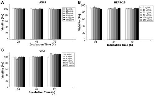 Figure 6 Trypan blue exclusion cytotoxicity assay of (A) A549 cells, (B) BEAS-2B cells and (C) GRX cells incubated with PEG-coated IONPs at different concentrations for different exposure times (24h, 48h and 72h). Data was collected from two independent experiments with three replicates per sample and analyzed with Two-Way ANOVA with Bonferroni post-Hoc test. Concentration effect (P>0.05); Day effect (P>0.05); Interaction (P>0.05).