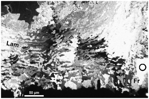 Figure 7. Disphyllum cf. rugosum (Wedekind, Citation1922). Photomicrograph to illustrate the microstructure of the wall, transverse section, crossed nicols; outer layer of fibroids (Fr), lamellae of the inner lining (Lam), minor septum on right, major septum outside of left margin of photo and axis of corallum towards the top of figure. LPB 19387, “LFP” I.