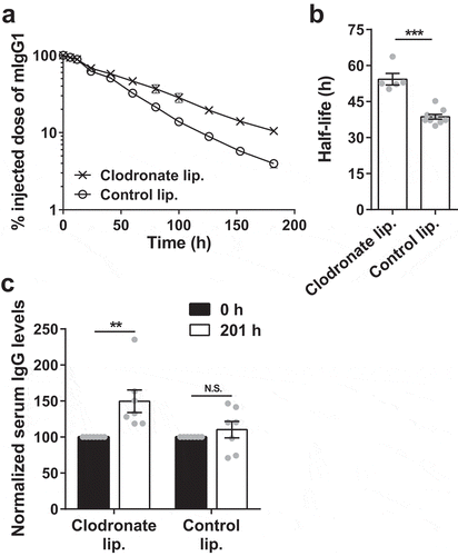 Figure 2. Depletion of splenic and liver macrophages in G-KO mice results in an increase in half-life and serum levels of IgG. G-KO mice were treated with clodronate (1.5 mg/dose) or PBS (control) liposomes at 0 h and 48 h. (a, b) 125I-labeled mIgG1 was injected (i.v.) at 18 h, and whole body radioactivity levels determined at the indicated times (a; 3–4 mice/group) post-antibody injection. Data shown is representative of two independent experiments. (b) β-phase half-lives of mIgG1 were obtained by fitting the pharmacokinetic data to a decaying mono-exponential model. (c) Normalized IgG levels in serum samples collected 0 h prior to and 201 h post-first injection of clodronate liposomes. Error bars indicate SEM. Significant differences (**, p < .01; ***, p < .001; two-tailed Student‘s t-test) between the groups are indicated. N.S., no significant difference (p > .05; two-tailed Student‘s t-test). Data shown for panels b and c is combined from two independent experiments (5–9 mice/group).