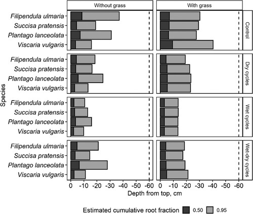 Figure 6. Estimated soil depths above which 50% (D50) or 95% (D95) of all roots are located, for systems exposed to four hydrological regimes, with or without competition from a grass.