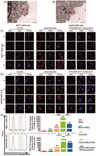 Figure 3. Cell uptake mechanism of sericin-PBLG-DOX. TEM images of the endocytosis of sericin-PBLG-DOX nanoparticle by MCF-7 ADR cells (A) and HepG2 ADR cells (B), the yellow arrows represent nanomicelles. Scale bar, 500 nm. CLSM images of MCF-7 ADR cells (C) and HepG2 ADR cells (D) treated with DOX, sericin-PBLG-DOX, or sericin-PBLG-DOX plus chlorpromazine. Scale bar, 500 nm. (E) The representative images (left) of the flow cytometry analyses of MCF-7 ADR and HepG2 ADR cells treated with sericin-PBLG, free-DOX, sericin-PBLG-DOX, and sericin-PBLG-DOX plus chlorpromazine for 4 h (left) and the corresponding quantification of the mean DOX red fluorescence intensity (right). Data are shown as the mean ± SD, n = 3. N.S. indicates no significant difference, ** indicates p < .01 and *** indicates p < .001.