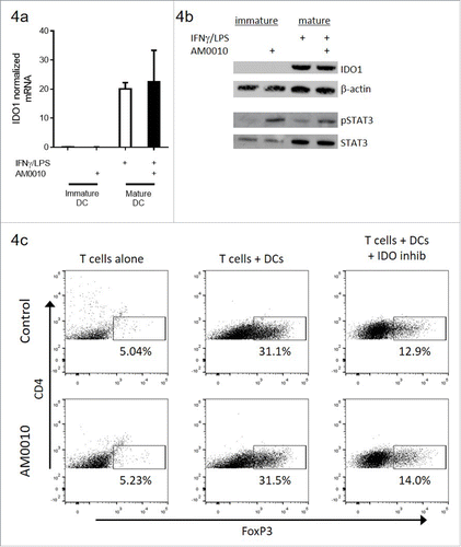 Figure 4. AM0010 exerts no effect on IDO-mediated induction of FoxP3+ CD4+ T cells in vitro. (A) IDO1 mRNA message regulation in immature or IFNγ/LPS-matured dendritic cells treated with or without 100 ng/mL AM0010 for 2 d. (B) Protein gel blot for IDO1 and STAT3/phospho-STAT3 in cells from (A). (C) Induction of FoxP3+ CD4+ T cells as per referenceCitation29 with mature dendritic cells. Human CD4+ CD25− T cells were cocultured with mature DCs for 6 d with 10 ng/mL IL-2, 100 ng/mL IFNγ and 5 µg/mL LPS with or without 100 ng/mL AM0010 and with or without 2 µM IDO inhibitor, INCB024360. T cells were then collected and analyzed by flow cytometry. Percentage indicates FoxP3+ T cells. Data is representative of four out of five donor responses.