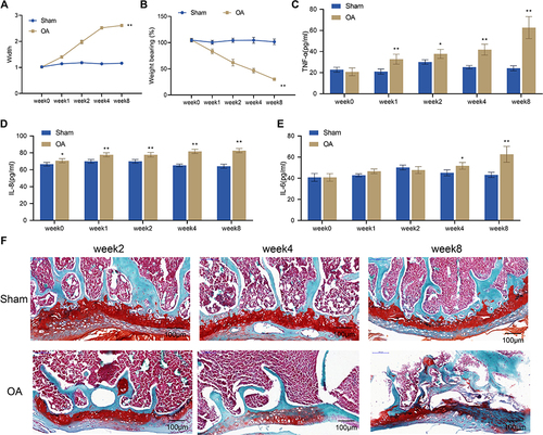 Figure 1 Establishment of rat models of OA. (A) Width of the knee joints of rats in the Sham and OA groups; (B) Knee pain assessed by weight-bearing test in the Sham and OA groups; C-E, Serum levels of TNF-α (C), IL-8 (D) and IL-6 (E) measured by ELISA, n = 4; (F) Histopathological changes of the knee joint from rats (n = 2) observed by safranin O staining. Scale bar = 100 μm. Error bars are mean ± s.d. *P <0.05 and **P < 0.01 vs Sham group.