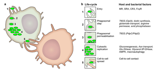 Figure 1. Francisella life cycle and the main host and bacterial factors involved at each step.