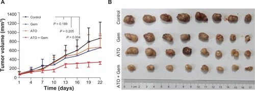 Figure 2 Arsenic trioxide inhibited tumorigenesis of SW1990 cells in vivo.