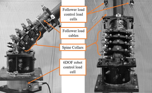 Figure 2. Left lateral (left) and anterior (right) views of an example lumbar spine specimen (sacrum side on the bottom), in the neutral position, mounted in the robotic test fixture, with the follower load cables passing through the spine collars at L1, L2, L3, and L4.