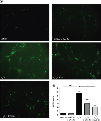 Figure 5. Pretreatment with Wharton’s jelly-derived mesenchymal stem cell-derived extracellular vesicles reduces reactive oxygen species levels in neural cells exposed to H2O2.(A) Representative images of ROS detection by CM-H2DCFDA probe in neural cells exposed to H2O2 or vehicle. Cells were pre-incubated or not with EVs for 24 h before the insult. Scale bars: 100 μm. (B) Quantification of fluorescence intensity of the ROS-sensitive probe CM-H2DCFDA, expressed in AUF divided by the control group (vehicle). Each n represents the mean fluorescence intensity of five random fields per coverslip (n = 5, except n = 3 in the H2O2 + EVs 3× group), from a total of two independent experiments. Bars illustrate mean ± standard error. ****p < 0.0001; *p < 0.05. Statistical analysis: one-way ANOVA followed by Tukey’s test.AUF: Arbitrary units of fluorescence; EV: Extracellular vesicle; H2O2: Hydrogen peroxide.