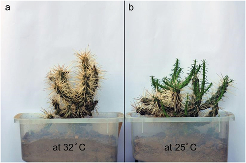 Figure 10. A. C. rosea grown at a mean temperature of 32° in a fully exposed condition (unshaded), and B. grown at a mean temperature of 25° in a partially shady condition. Note new stem segments growth at 25°.
