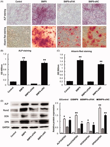 Figure 4. FAK knockdown decreases BMP9-induced osteogenesis of SMSCs in vitro. (A) BMP9-stimulated SMSCs were observed via ALP and alizarin red staining. (B) ALP absorption was obviously decreased via FAK knockdown. (C) Absorption of calcium deposition was effectively suppressed by FAK knockdown. (D) The protein expressions of ALP, Runx2, OCN and OPN were significantly inhibited through FAK knockdown following Western blot detection. *p < .05, **p < .01, as compared with BMP9-siFAK.