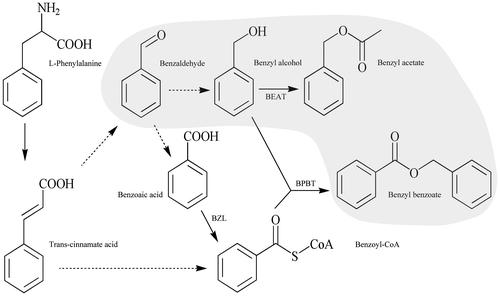 Fig. 1. The metabolic pathway leading to synthesis of benzyl acetate and benzyl benzoate found in floral scents of various plants. Solid lines indicate established biochemical reactions and broken lines indicate possible steps for which enzymes have not yet been characterized.Notes: BEAT, acetyl-CoA:benzyl alcohol acetyltransferase; BPBT, benzoyl-CoA:benzyl alcohol benzoyltransferase; BZL, benzoate:CoA ligase. Volatile compounds are shown with a light gray background.