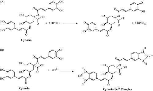 Figure 6. (A) The reaction scheme between DPPH free radicals and cynarin. (B) The proposed reaction for chelating of ferrous ions by cynarin.
