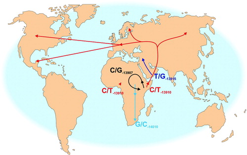 Figure 2.  The approximate location of the most common DNA variants associated with lactase persistence and showing functional evidence Citation[15], Citation[18], Citation[21], Citation[22], Citation[24–26], Citation[30–32].