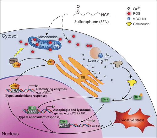 Figure 9. SFN induces a mild increase of ROS to activate TFEB-dependent lysosome biogenesis and autophagy, facilitating removal of excessive ROS. A working model to illustrate the role of TFEB in SFN-mediated enhancement of autophagic and lysosomal functions. A mild elevation in intracellular ROS levels by SFN, e.g., through mitochondrial and other sources, increases release of Ca2+, e.g., through lysosomal MCOLN1 channels and other unidentified Ca2+ release channels. Ca2+-bound calcineurin dephosphorylates TFEB to cause nuclear translocation of TFEB. Nuclear TFEB then promotes the transcription of a unique set of genes related to autophagy induction, autophagosome biogenesis, lysosome biogenesis, and detoxification (e.g., NFE2L2 and HMOX1). Subsequently, cells are pre-conditioned to promote the clearance of damaged mitochondria, removal of excessive ROS, and activation of detoxifying pathways