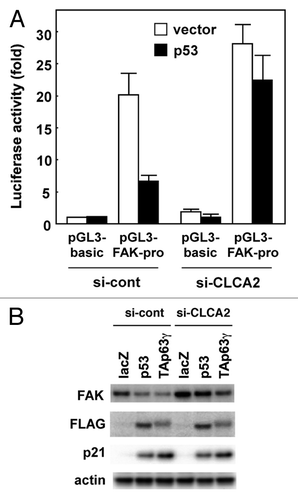 Figure 6. p53 downregulates FAK expression, which is inhibited by CLCA2 knockdown. (A) Knockdown of CLCA2 prevents p53-mediated suppression of FAK promoter activity. Control and CLCA2-silenced CHC-Y1 cells were co-transfected with the P1020 FAK-promoter construct together with a p53 expression vector or empty vector plasmid (vector). After 24 h, the cells were lysed in a plate and subjected to the dual luciferase assay. (B) The p53-mediated downregulation of FAK was partially abrogated by CLCA2 siRNA. Control and CLCA2-silenced CHC-Y1 cells were treated with Ad-lacZ, Ad-p53 or Ad-p63γ. After 24 h, cell lysates were prepared, and FAK protein expression was detected by western blotting.
