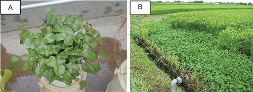 Figure 1. Monochoria vaginalis on pot (A) and in field under organic-farming condition (B).