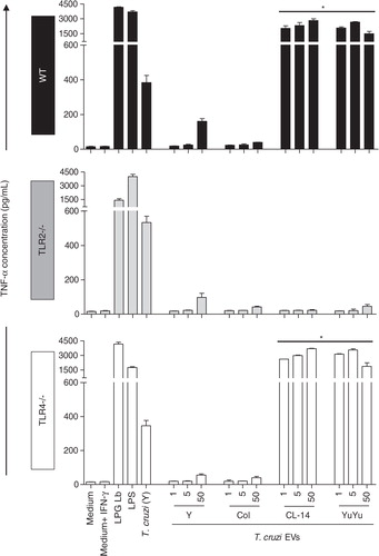 Fig. 7.  TNF-α production by murine macrophages stimulated by EVs from CL-14 and YuYu strains is dependent on TLR2. Murine macrophages (C57BL/6, TLR2 − /− and TLR4 − /−) were stimulated with different concentrations of T. cruzi EVs (1, 5 and 50 µg). Cells were pre-incubated with IFN-γ (100 U/mL) for 18 h prior to addition of the EVs, and controls (LPS, LPG and live parasites MOI 10:1) (positive controls). Negative controls included medium and medium + INF-γ. IFN-γ, gamma-interferon; LPG Lb, L. braziliensis LPG; LPS, lipopolysaccharide from E. coli; T. cruzi (Y), live parasites of T. cruzi (Y strain). Bars express the mean value±SD of 2 separate studies (*p < 0.05).