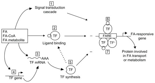 Figure 2 Postulated mechanisms for fatty acid control of gene transcription.Citation104 The FA per se, FA-CoA, or FA metabolite modulate (±) transcription of a responsive gene, encoding a protein involved in FA transport or metabolism, through various non-mutually selective potential mechanisms. Step 1: a signal transduction cascade is initiated to induce a covalent modification of a TF, thereby modifying its transcriptional potency. Step 2: the FA itself or its derivative acts as a ligand for a TF, which then can bind DNA at a FA response element and activate or repress transcription. Steps 3, 4 and 5: FA can act indirectly via alteration in either TF mRNA stability (Step 3) or gene transcription (Step 4), resulting in variations of de novo TF synthesis (Step 5) with an impact on the transcription rate of genes encoding proteins involved in FA transport or metabolism. On binding to the eognate response element, TF acts either as a monomer (Step 6), a homodimer, or a heterodimer with TF+, a different TF (Step 7).