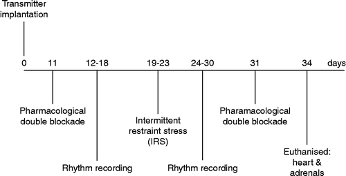 Figure 1.  Schematic diagram of the experimental protocol applied to control and maternally separated rats in adulthood. Transmitter implantation = surgical chronic implantation of transmitters for radiotelemetric ECG recordings. Pharmacological double blockade = pharmacological blockade of the two branches of the ANS with methylscopolamine (muscarinic receptor antagonist) and atenolol (beta-adrenergic receptor antagonist). IRS = daily exposure to restraint stress for 5 consecutive days. Rhythm recording = around-the-clock, radiotelemetric ECG recording for heart rate rhythmicity evaluation. Euthanized, heart and adrenals = euthanasia of the rats and subsequent removal of hearts and adrenals.