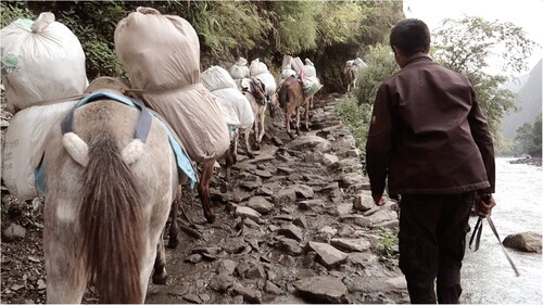 FIGURE 9. Mules portering goods into the high Himalayan mountains from Arkhet.