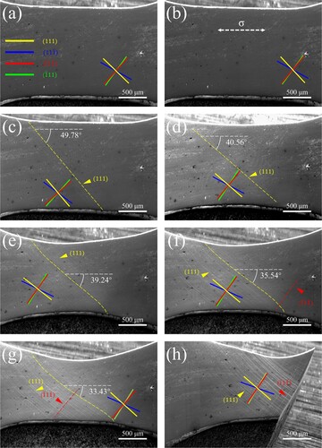 Figure 3. Surface morphology evolution of the specimen at different deformation stages in Figure 2(c), and (a)-(h) represent stages A-H, respectively.