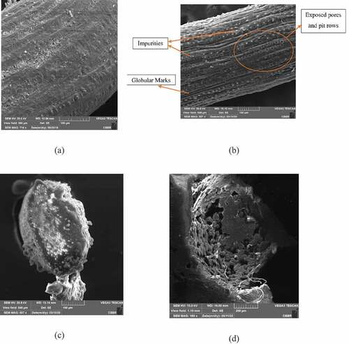 Figure 6. SEM of (a) UCF (b) TCF (c) Cross section of TCF (d) Fractured fiber.