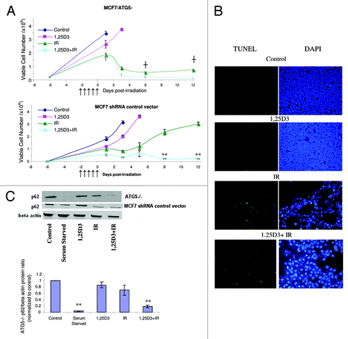 Figure 5. Influence of 1,25D3 on the response to fractionated radiation in MCF-7/ATG5− cells. (A) ATG5− cells (top panel) or MCF-7 vector control cells (bottom panel) were exposed to radiation alone (5×2 Gy), or 1,25D3 prior to irradiation and viable cell number was determined by exclusion of trypan blue at the indicated days following the initiation of radiation exposure. ↑ Indicates when irradiation occurred. **p < 0.0001 from IR on corresponding day, ┼p < 0.0001 comparing corresponding time points in MCF-7/ATG5− cells and vector control cells. (B) Apoptosis was monitored by the TUNEL assay and DAPI staining 3 d post-irradiation. (C) Autophagic flux was based on the decline in p62 levels monitored by western blotting 24 h post-irradation. Actin was utilized as a loading control. Serum starvation was used as a positive control for autophagic flux. The bar graph presents densitometry data for the p62/β actin protein ratio normalized to controls.