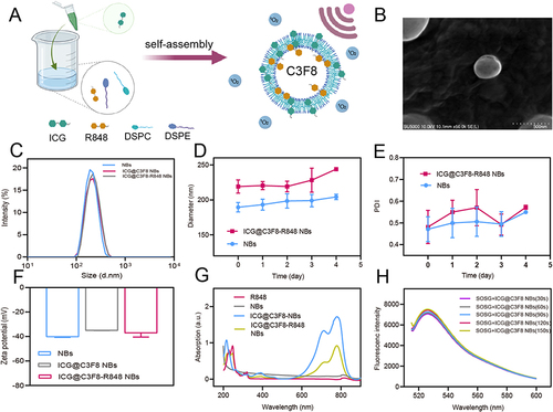 Figure 1 Preparation and characterization of ICG@C3F8-R848 NBs. (A) ICG@C3F8-R848 NBs were prepared based on the sonosensitizer of ICG and the TLR agonist of R848 through intermolecular interactions. (B) Transmission electron microscopy image showing a quasi-spherical morphology of ICG@C3F8-R848 NBs with a mean diameter of about 220 nm, Scale bar = 500 nm; (C) The DLS results showed a mean particle size of ICG@C3F8-R848 NBs to be 219.2±7.7 nm. (D) Size stability of the free NBs and ICG@C3F8-R848 NBs over 4 days. (E) Polydispersity value stability of free NBs and ICG@C3F8-R848 NBs over 4 days. (F) The Zeta potential of ICG@C3F8-R848 NBs to be −37.3±3.2 mV; (G) UV-vis spectra of ICG, NBs, ICG@C3F8 NBs and ICG@C3F8-R848 NBs. (H) Time-dependent SOSG absorption spectra in the presence of ICG@C3F8-R848 NBs under US irradiation for varied durations.