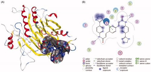 Figure 2. The interactions between GW4869 and nSMase from molecular docking. (A) The pocket is shown in electrostatics representation. (B) The two-dimensional schematic representation of the nSMase and GW4869 complex interactions. Red, yellow, blue and white ribbons: nSMase. The binding surfaces are identified in grey. The molecular structures of GW4869 is displayed by purple ball-and-stick models. Green lines indicate pi-pi stacking interactions, and purple dashed arrows represent sidechain hydrogen bond interactions. Polar and hydrophobic residues are depicted with green and pink circles, respectively.
