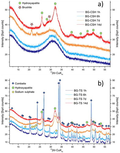 Figure 3. XRD patterns of the TS and CSH samples after immersion in SBF for up to 14 days, showing the formation of crystalline phases with immersion time. a) BG-CHS and b) BG-TS samples.