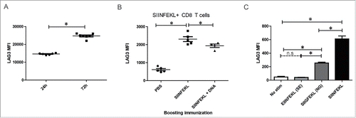 Figure 7. LAG3 expression on CD8+ T cells increases with length of antigenic stimulation. (A) Transgenic OT1 splenocytes were stimulated for either 24 h or 72 h with a fixed concentration of SIINFEKL peptide and assayed for LAG3 expression on 4-1BB+ CD8+ T cells by flow cytometry at 72 h (data is representative of three independent experiments, with 5–10 independent samples each). (B) Transgenic OT1 splenocytes were adoptively transferred into wild-type C57BL6 mice (n = 4 to 5 animals per group) and administered a priming immunization of SIINFEKL peptide (100 µg) and pTVG4 (50 µg) 24 h later. Four days after priming, animals were divided into groups and boosted with either PBS, SIINFEKL peptide (100 µg), or SIINFEKL peptide (100 µg) and pTVG4 (50µg). Two days after the booster immunization, levels of LAG3 were assayed on SIINFEKL tetramer+ CD8+ T cells from the spleens of treated mice by flow cytometry. (C) Transgenic OT1 splenocytes were stimulated with either SIINFEKL, EIINFEKL, or SIIGFEKL peptides at 2 µg/mL for 24 h and assayed for LAG3 expression by flow cytometry on CD8+ T cells. For all panels, * denotes a p-value < 0.05, two-sided t-test.
