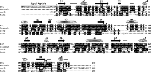 Fig. 1. Primary structure of PSC and multiple sequence alignment of PSC with various plant chitinase families.Note: The PDB accession IDs of hevamine, concanavalin B (conB), and tamarind chitin-binding lectin (chi-lectin) are 2HVM, 1CNV, and 4B15. Conserved residues are shown in black. Secondary structural elements are given with indicators, arrowheads, springs, and gray bars, which represent the α-helices, β-strands, and 310 helices, respectively. The residues forming the conserved cis-peptides are shown as #, while the catalytic center residues are shown as *.