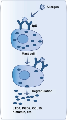 Figure 1 Mast cell activation after allergen contact.