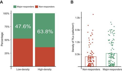 Figure 3 The association between the level of TILs density and nCRT response in LARC patients. (A) In the high-density group and low-density group, the major-responders (green) and non-responders (red) have different proportions. (B) Groups of major-responders (green) and non-responders (red) showed the different TILs density.