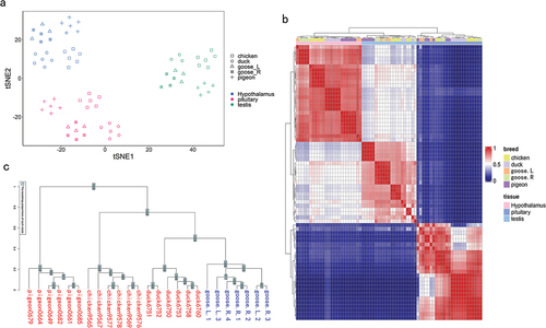 Figure 1. Global patterns of 8864 1:1 orthologous gene expressions among poultry. (a) The visualisation of the gene expression pattern of all RNA-seq samples using the t-SNE. (b) The heatmap of gene expressions among all RNA-seq samples. (c) The gene expression phylogenies for the hypothalamus.