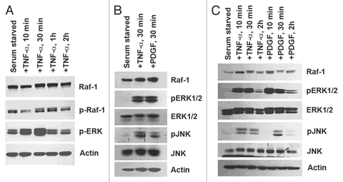 Figure 2 TNFα activates the Raf/MAPK pathway in VSMCs. (A) Time-course stimulation of AoSMCs results in Raf-1 activation, highest at 1 h, and ERK1/2 activation peaks at 30 min. (B) Activation of ERK1/2 coincides with JNK1 activation from 30 min of TNFα treatment. (C) PDGF and TNFα time-course stimulation shows ERK1/2 and JNK activation occurs simultaneously from the different stimuli.