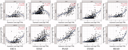 Figure 7. Correlations between mRNA expression of MEOX2 and mRNA expression of colony-stimulating factor 1 (CSF-1) and colony-stimulating factor 1 receptor (CSF-1R) in oesophageal carcinoma and other digestive system carcinomas.