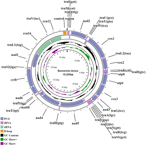 Figure 2. Circular mitogenome map of B. dunya generated in this study.