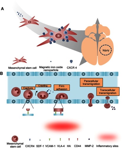 Figure 3 The tumor tropism of mesenchymal stem cells (MSCs). (A) Schematic illustration of tumor tropism of CXCR4-overexpressed MSCs (B) Homing mechanism of MSCs to tumor sites.