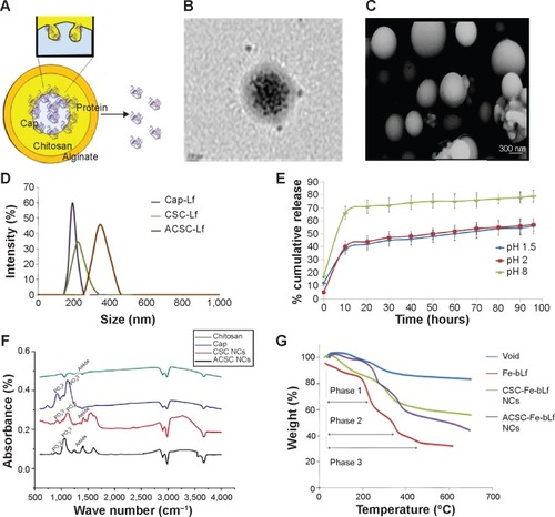 Figure 1 Formulation and physicochemical characterization of ceramic NCs.Notes: (A) The ACSC-Fe-bLf NCs were found to have spherical morphology when observed under (B) transmission electron microscopy. Sphericity and size of ACSC-Fe-bLf NCs were reconfirmed by (C) scanning electron microscopy. (D) Size determination using dynamic light scattering spectrometry confirmed the size of 322±27.2 nm for ACSC-Fe-bLf NCs. (E) Controlled release of Fe-bLf from ACSC NCs as observed under pH 1.5, pH 2, and pH 8 in a range of time starting from 1 hour to 96 hours. (F) The physicochemical characterization of the NCs was studied using Fourier transform infrared spectroscopy analysis. (G) Thermogravimetric analysis of NCs represented the arrangement of different layers to protect the encapsulated protein.Abbreviations: ACSC, alginate-enclosed chitosan-coated calcium phosphate; Cap, calcium phosphate; CSC, chitosan-coated calcium phosphate; Fe-bLf, iron-saturated bovine lactoferrin; NCs, nanocapsules/nanocarriers.