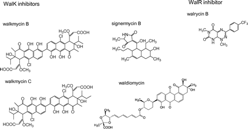 Fig. 3. WalK and WalR inhibitors.