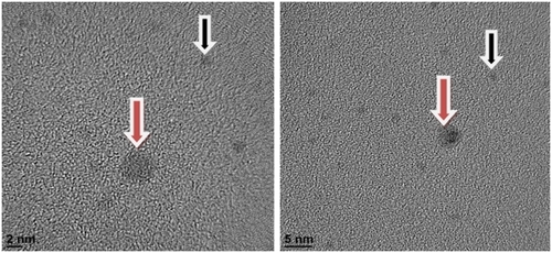 Figure 1 Gold nanoparticles in the extracellular vestible of receptors.