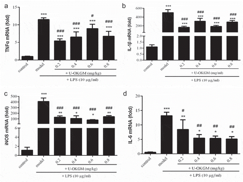 Figure 7. Effect of U-OKGM on TNFα (a), IL-1β (b), iNOS (c) and IL-6 (d) mRNA expression in RAW264.7 cells with LPS. *p < 0.005, **p < 0.01, ***p < 0.001, compared with the control group (n = 3); #p < 0.05, ##p < 0.01, ###p < 0.001 compared with LPS treatment group (n = 3).Figura 7. Efecto del U-OKGM en TNFα (a), IL-1β (b), iNOS (c) e IL-6 (d) en la expresión del ARNm en células RAW264.7 con LPS. *p < 0.005, **p < 0.01, ***p < 0.001, comparada con el grupo de control (n = 3); #p < 0.05, ##p < 0.01, ###p < 0.001 comparada con el grupo de tratamiento LPS (n = 3).
