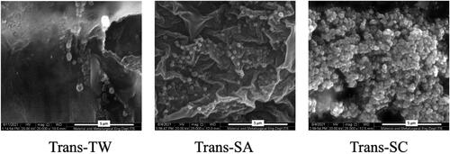 Figure 2. Scanning electron microscopy (SEM) pictures of (A) transfersome containing Tween 80 (Trans-TW), (B) transfersome containing stearylamine (Trans-SA), and (C) transfersome containing sodium cholate (Trans-SC)-loading AMSC-MP. Scale bar: 5 µm.