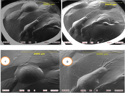 Figure 5. SEM Micrograph of M.indica L: in magnification of (A) 26X; (B) 30X; (C) 50X @ WD of 11.8 mm and (D) 50X mag. @ 12.1 mm.