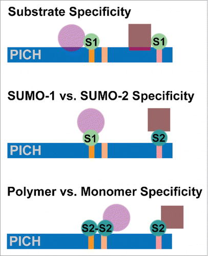 Figure 1. Alternative mechanisms for selective interactions between individual SIMs in PICH (indicated by vertical lines) and distinct SUMO-modified proteins. Specificity may be mediated by a bipartite interaction with PICH involving SUMO and the SUMO-modified protein (top). Alternatively, specificity may be determined by paralog-specific modification of PICH interacting proteins and paralog-specific SIM binding (middle). Finally, specificity may be determined by monomeric or polymeric modification of PICH interacting proteins and selective binding of monomeric or polymeric SUMO to the SIMs in PICH (bottom). Key: PICH = Polo-like kinase interacting protein-1; S1 = SUMO-1, S2 = SUMO-2.