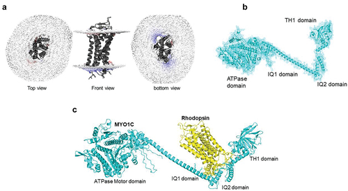 Figure 4. Homology modeling of MYO1C and Rhodopsin and their predicted C-terminus interaction. (a) The bovine Rhodopsin structure in lipid bilayer and possible sites of anchoring are shown in distortion view from http://memprotmd.bioch.ox.ac.uk (Citation139). (b) The predicted structure co-ordinates of MYO1C was obtained from the PDB database. (c) Docking of MYO1C to Rhodopsin. The complete structure of both MYO1C and Rhodopsin was obtained from https://alphafold.ebi.ac.uk/ (Citation140).