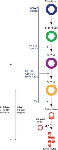 Figure 2 Schematic representation of the erythropoiesis process.