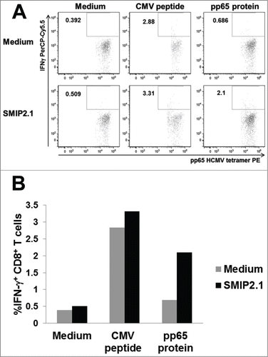 Figure 7. SMIP2.1 induces cross-presentation in human cells in vitro. PBMCs from a HCMV seropositive donor were pulsed in vitro as indicated for 2 hours, washed and co-cultured for 4 hours with an expanded HCMV specific CD8+ T cell population from the same donor. Production of IFNγ by CD8+ T cells was quantified by intracellular staining and flow cytometry. Dot plot analysis (A) and the percent of CD3+, CD8+, pp65 HCMV tetramer+ IFNγ+ T cells (B) are shown.
