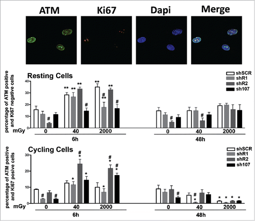 Figure 3. Analysis of DNA damage and repair. Fluorescence photomicrographs shows cells stained with anti-ATM (green) and Ki67 (red). Nuclei were counterstained with DAPI (blue). Representative microscopic fields are shown. For each silenced condition, the upper graph shows mean percentage of ATM(+) Ki67(−) resting cells either in basal conditions or 6 and 48 hours post-irradiation. The lower graph shows mean percentage of ATM(−) Ki67(+) cycling cells. Data are expressed with standard deviation. shR1, shR2 and sh107 cells were tested vs. control MSCs (shSCR, #p < 0.05). In each silenced condition (shSCR, shR1, shR2 and sh107), we compared irradiated versus unirradiated cells (*p < 0.05; **p < 0.01). The shSCR wild type MSCs; shR1, shR2 and sh107 are MSCs with silenced RB1, RB2/P130 and P107, respectively.