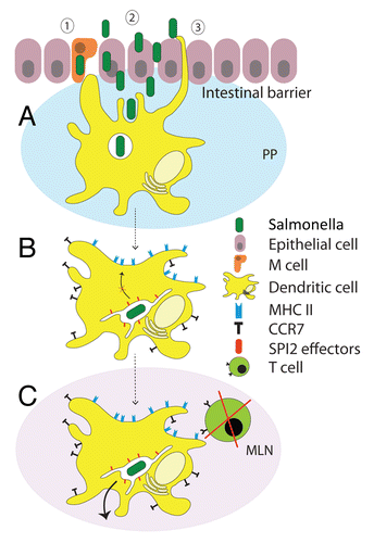 Figure 2. Interference of Salmonella with DCs functions. (A) Salmonella breaches the intestinal barrier using different mechanisms. The epithelium covering the Peyer’s Patches (PP) can be overcome through (1) uptake via M cells in PP, (2) invasion of enterocytes of the intestinal epithelium and (3) capture by DCs that sample antigens in the intestinal lumen with their dendrites which are extended through the epithelial cell layer. Once Salmonella has overcome the intestinal barrier, it encounters DCs, which internalize the bacteria through phagocytosis. (B) Upon phagocytosis, Salmonella induces the upregulation of CCR7 receptors on the DC surface, resulting in DC migration from PP to secondary lymphoid tissues such as mesenteric lymph nodes (MLN) and spleen, which both contain a high concentration of chemokines CCL19 and CCL21. At the same time, by means of specific effector proteins injected through the SPI2-encoded T3SS, Salmonella rapidly modifies the phagosome to form a unique Salmonella-containing vacuole (SCV) to segregate itself from the endolysosomal system, and so prevents bacterial degradation by the host cell. Additionally, by means of the SPI2-T3SS, Salmonella inhibits the presentation of antigens on the DC surface. (C) Arrived at MLN, infected DCs are reduced or unable in stimulation of T cells since they lack the presentation of antigens on the surface. Additionally, Salmonella disseminates into secondary lymphoid tissues, suggesting a role for DCs as vehicles exploited by Salmonella for systemic dissemination.